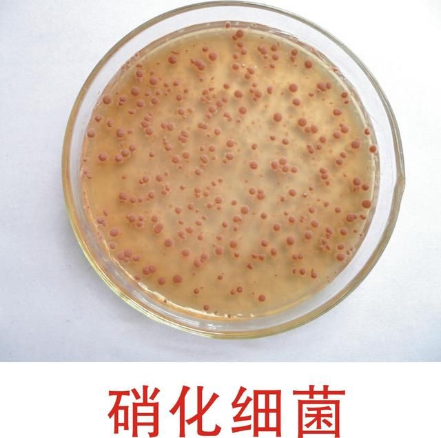 AMTRA硝化細(xì)菌（amtra水族設(shè)備_amtra德國安彩陶瓷杯纖維菌硝化細(xì)菌屋凈水培菌） 廣州水族器材濾材批發(fā)市場 第2張