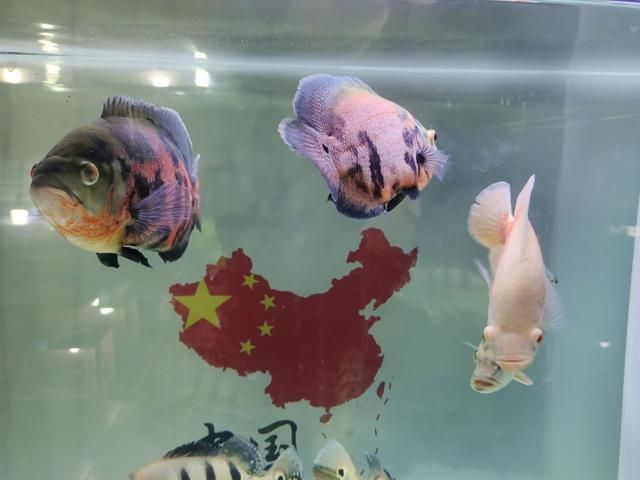 觀賞魚不愿意游動(dòng)怎么辦（當(dāng)觀賞魚表現(xiàn)出不愿意游動(dòng)的行為時(shí)可能是由多種因素引起的） 女王大帆魚 第3張