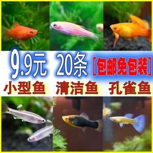 比較溫順的觀賞魚有哪些品種（溫順的觀賞魚品種） 森森魚缸 第3張