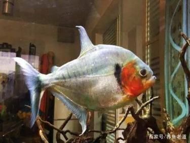 大的觀賞魚能吃嗎（觀賞魚可以吃嗎？） 紅老虎魚 第1張