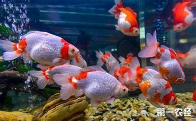 觀賞魚金魚能活多久?。ń痿~的飼養(yǎng)技巧） 祥龍魚藥系列 第1張