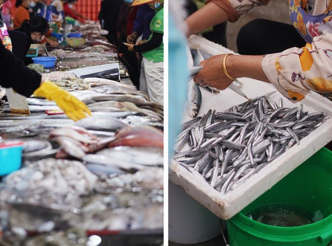 海南水族批發(fā)市場(chǎng)在哪里啊最近（海南水族批發(fā)市場(chǎng)） 申古三間魚 第4張