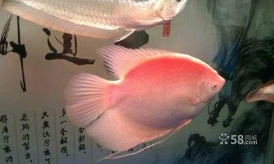 觀賞魚什么價格（觀賞魚價格是多少） 魚缸等水族設(shè)備 第1張