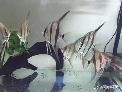 觀賞魚的飼養(yǎng)繁殖（觀賞魚的繁殖技術(shù)）