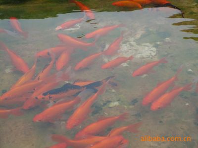 觀賞魚苗養(yǎng)殖方法（觀賞魚的起源與分類） 可麗愛魚缸 第3張