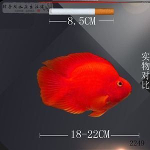 財神鸚鵡魚魚苗（如何挑選財神鸚鵡魚魚苗）