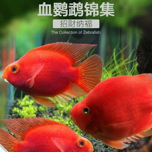 財神鸚鵡魚魚苗（如何挑選財神鸚鵡魚魚苗）