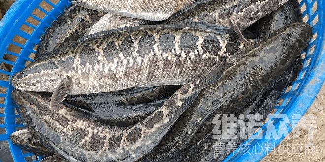 黑魚觀賞魚吃什么飼料好（黑魚觀賞魚的飼料配方） 撒旦鴨嘴魚 第3張