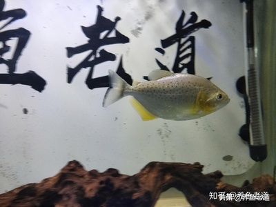 觀賞魚每次喂多少（關(guān)于觀賞魚喂食量的一些建議） 可麗愛魚缸 第4張