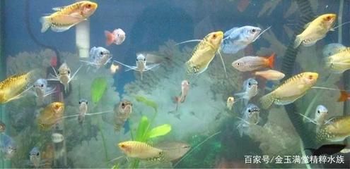 觀賞魚浮不起來（觀賞魚浮不起來怎么辦？） 丹頂錦鯉魚 第2張