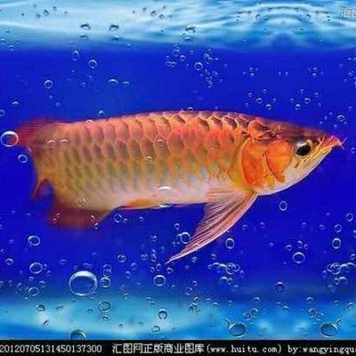 觀賞魚專用鹽是海鹽嗎（觀賞魚專用鹽的使用方法） 馬來西亞燕窩 第1張