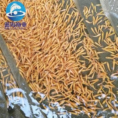 草魚魚苗批發(fā)價格（草魚苗價格信息草魚苗多少錢一斤全國各地草魚苗報價查詢） 泗水龍魚 第1張