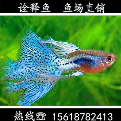 比較活潑的觀賞魚(yú)有哪些（活潑好動(dòng)的觀賞魚(yú)種類盤(pán)點(diǎn)觀賞魚(yú)養(yǎng)殖技巧盤(pán)點(diǎn)）