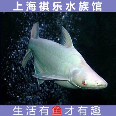 比較活潑的觀賞魚有哪些（活潑好動(dòng)的觀賞魚種類盤點(diǎn)觀賞魚養(yǎng)殖技巧盤點(diǎn)） 綠皮皇冠豹魚 第3張