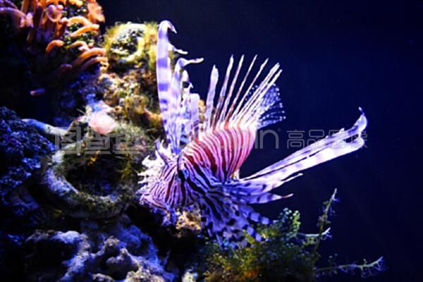 觀賞魚專用鹽有毒嗎知乎（水族館經(jīng)濟與營銷策略水族館經(jīng)濟與營銷策略水族館） 翡翠鳳凰魚 第4張