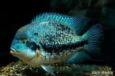 觀賞魚植物性飼料（觀賞魚飼料的營養(yǎng)學原理） 虎斑恐龍魚 第1張