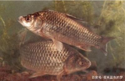 觀賞魚混養(yǎng)魚最佳搭配方法（心理學探索觀賞魚混養(yǎng)背后的科學原理觀賞魚混養(yǎng)背后的科學原理）