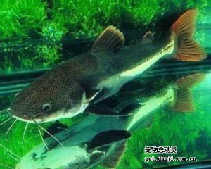 觀賞魚(yú)哪些能混養(yǎng)的（關(guān)于觀賞魚(yú)混養(yǎng)的一些建議） 廣州觀賞魚(yú)批發(fā)市場(chǎng) 第1張