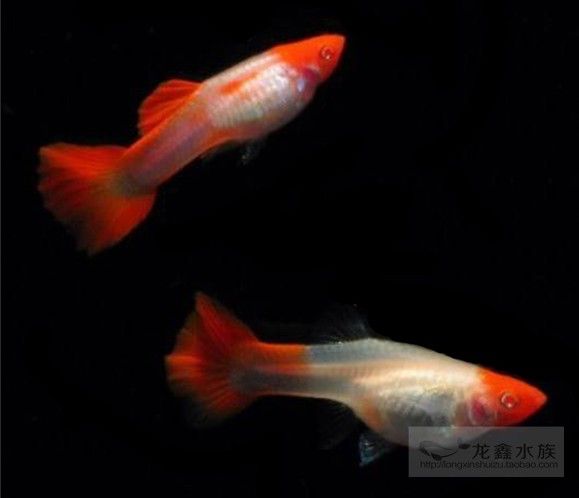 觀賞魚(yú)白色的叫什么魚(yú)類(lèi)（白神仙魚(yú)的飼養(yǎng)技巧） 水溫計(jì) 第3張