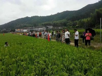 赤荔鳳冠魚產地是哪（赤荔鳳冠魚是一種熱帶觀賞魚）