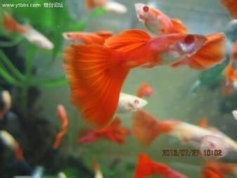 黑桃a魚養(yǎng)幾條好黑桃a魚能活幾年（黑桃a魚養(yǎng)幾條好）（黑桃a魚養(yǎng)幾條好） 七彩神仙魚 第3張