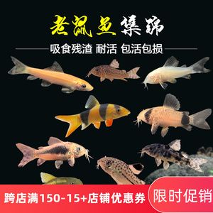 觀賞魚淘寶店鋪推薦文案搞笑幽默（淘寶上哪些店鋪的觀賞魚比較幽默幽默）