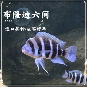 觀賞魚淘寶店鋪推薦文案搞笑幽默（淘寶上哪些店鋪的觀賞魚比較幽默幽默）