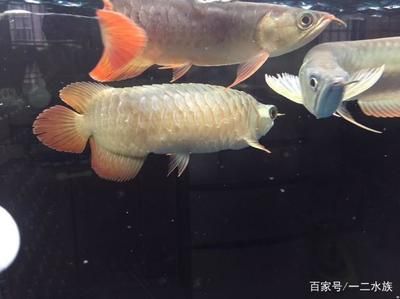 觀賞魚的魚鱗翹起來了（觀賞魚出現(xiàn)魚鱗翹起的情況應該注意以下幾點應該注意） 鐵甲武士 第1張