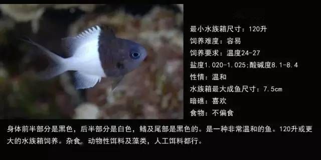 海水觀賞魚難養(yǎng)嗎知乎（海水觀賞魚的養(yǎng)護秘籍） 祥龍水族濾材/器材 第3張