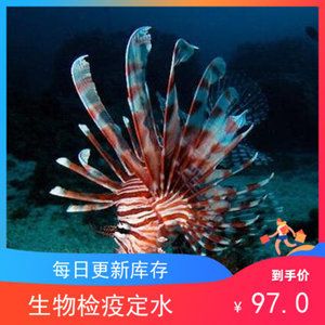 海水觀賞魚活體珊瑚價(jià)格（海水觀賞魚活體珊瑚價(jià)格一般多少錢） 黃寬帶蝴蝶魚 第1張