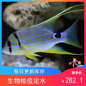 海水觀賞魚活體珊瑚價(jià)格（海水觀賞魚活體珊瑚價(jià)格一般多少錢） 黃寬帶蝴蝶魚 第3張