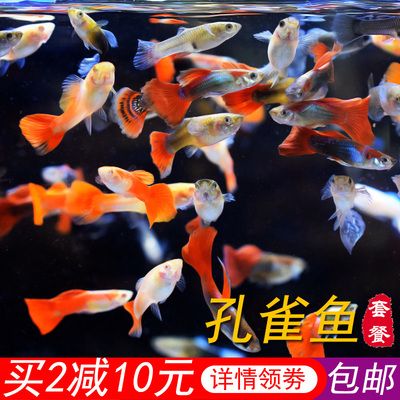 比較好養(yǎng)的觀賞魚苗（10種好看又好養(yǎng)的觀賞魚種類推薦，適合初學(xué)者飼養(yǎng)） 全國(guó)觀賞魚市場(chǎng) 第4張