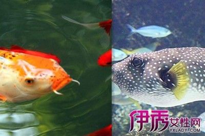 大體型觀賞魚喂食后死亡（大體型觀賞魚喂食后死亡的具體原因） 垂釣樂園 第1張