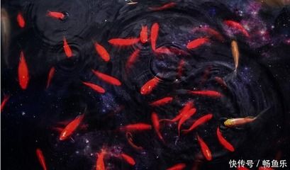 觀賞魚自然死亡（如何提高觀賞魚的存活率） 馬來西亞咖啡 第3張