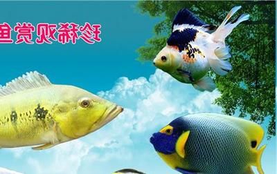 觀賞魚(yú)便宜好養(yǎng)活（如何選擇觀賞魚(yú)？）