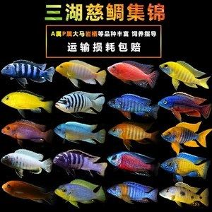 蝴蝶魚(yú)觀賞魚(yú)能長(zhǎng)多大（全球觀賞魚(yú)種類(lèi)大盤(pán)點(diǎn)）