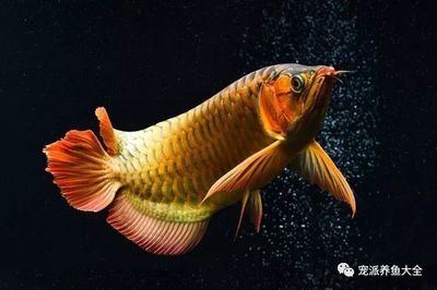 比較霸氣的觀賞魚品種有哪些（觀賞魚品種介紹） 紅尾平克魚 第4張