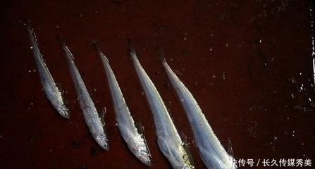 刀魚為什么這么貴（為什么刀魚的價格那么昂貴？） 財神鸚鵡魚 第1張