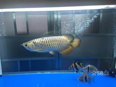 大金龍觀賞魚（大金龍觀賞魚具有極高的觀賞價(jià)值，具有極高的觀賞價(jià)值） 全國觀賞魚市場 第3張