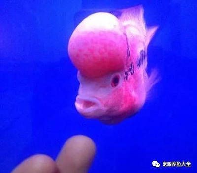 觀賞魚互動性差的原因（如何提高觀賞魚互動性） 祥龍魚場 第1張