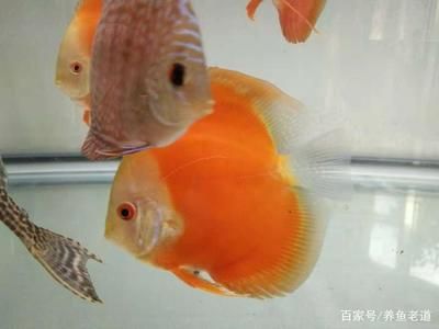 觀賞魚喂魚食應(yīng)該喂多少（喂食觀賞魚時應(yīng)注意控制喂食的量以避免過度喂食帶來的問題） 刀魚魚 第1張