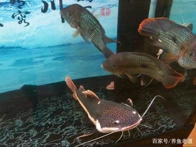 觀賞魚藍鯊吃什么食物（藍鯊的飼養(yǎng)技巧） 紅勾銀版魚 第4張