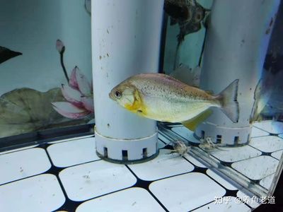 觀賞魚藍鯊吃什么食物（藍鯊的飼養(yǎng)技巧） 紅勾銀版魚 第3張