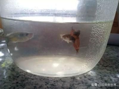 觀賞魚身上起白點(diǎn)怎么辦（觀賞魚身上起白點(diǎn)病怎么辦？）