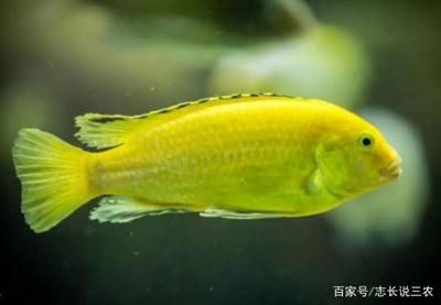 池塘觀賞魚種類（適合在池塘中養(yǎng)殖的觀賞魚種類） 非洲金鼓魚 第1張