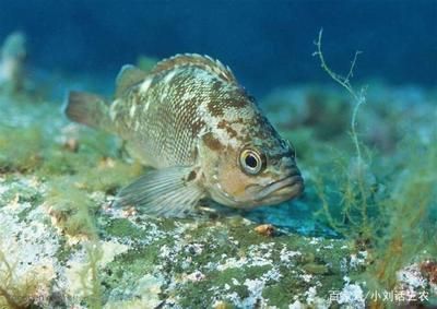 池塘觀賞魚種類（適合在池塘中養(yǎng)殖的觀賞魚種類） 非洲金鼓魚 第3張