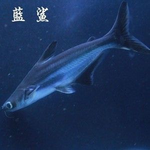 虎鯊觀賞魚