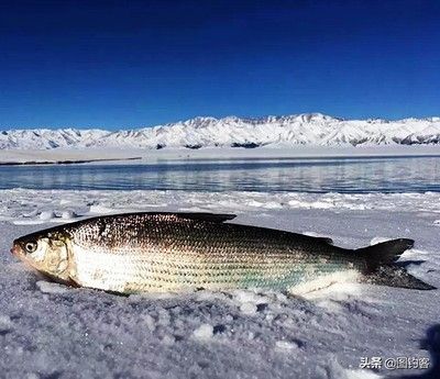 冬天養(yǎng)魚(yú)水溫多少合適（冬天養(yǎng)魚(yú)水溫的控制是一個(gè)重要的環(huán)節(jié)，養(yǎng)魚(yú)愛(ài)好者來(lái)說(shuō)是一門(mén)學(xué)問(wèn)）