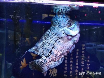 觀賞魚斜著游怎么回事（觀賞魚斜著游可能由多種原因?qū)е掠^賞魚的生活質(zhì)量）