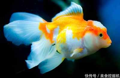 觀賞魚金魚怎么養(yǎng)才能活（金魚的飼養(yǎng)方法）